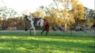 Jackie free longing