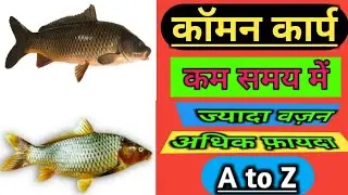 कॉमन कार्प | कम समय मे ज्यादा वज़न | अधिक फ़ायदा | Comon carp | best Fish | Amit Fish Farming Info