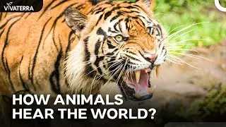 How Animals Hear the World? | Animal Super Senses | Episode 3