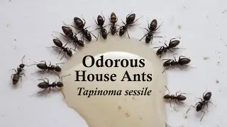 Odorous House Ant Colony - Tapinoma sessile