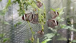 Glasswing Butterflies, Greta oto  - Tropical Butterflies UK