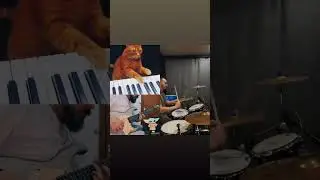 Make music with a master cat #funnycats #shorts