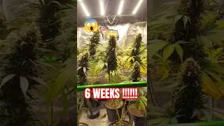 The Biggest Top Colas You Will See😱 Indoor Grow At 6 Weeks! #cbd #rock