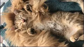Half cat 🐱 and half lion 🦁 