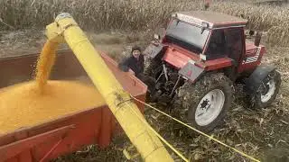Recoltat porumb 2021 cu Batr&acirc;na Doamna new holland clayson m135 1968