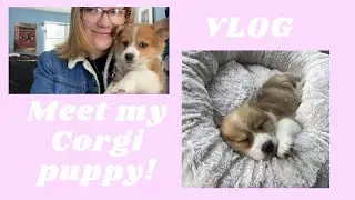 VLOG: Meet my 8 week old corgi puppy!!!