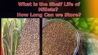 What is the Shelf Life of Millets? How Long Can we Store? || Dr Khadar || Dr Khadar lifestyle