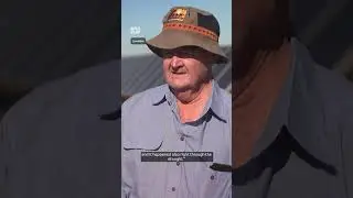 Farming sheep under 60,000 solar panels | Landline | ABC NEWS