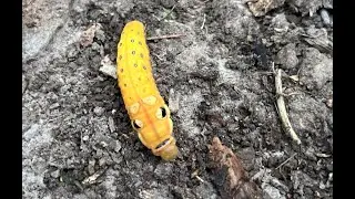 Are those actually giant eyes on this caterpillar!