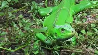 Iguana Selvagem