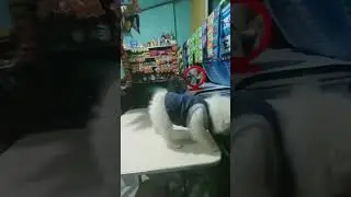 nahulog si coco haha 😆🤣 #viral #doggie #dog #viralvideo #highlights #doglover