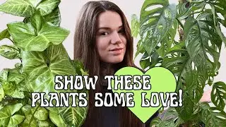 10 UNDERRATED Common Green HOUSEPLANTS!