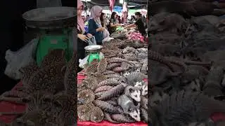 EXTREME ASIAN MARKET TARSIERS, PANGOLINS & OWLS!