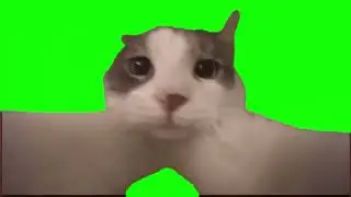 Cat Kissing Camera meme - Green Screen