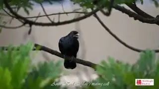 Asian Koel - Male mating call in Singapore
