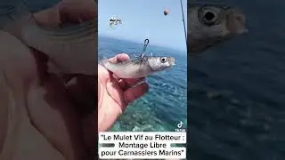 P&ecirc;che au vif, mulet du bord.   #p&ecirc;che #vif #2025 #shorts