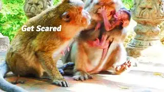 Old Mommy Monkey Barry Gets Scary When Mother Mekala Tries Catching Her Tiny Baby Bean
