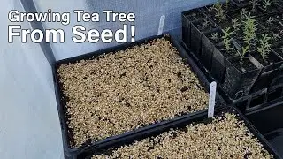 Growing Wild May (Tea Tree) from seed!