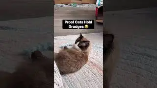 Proof that cats hold grudges 😂 #catvideos #funnycatvideos #cat