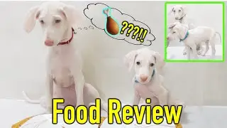 PUPPIES 🐶 FOOD REVIEW (WITH FRAAANDD) 🙈😂 | VelBros Tamil