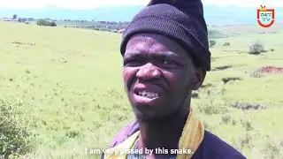 Inyoka edla imfuyo