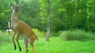 A Wisconsin Wildlife Journal Episode 1  The Secret Life of Animals