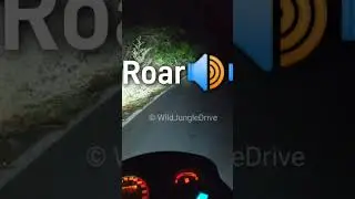 Tiger call or tiger roar in jungle nightdrive #shorts #jungle #nightdrive #viral #trending