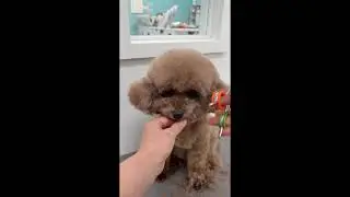 Toy Poodle Round Face Grooming ✂︎