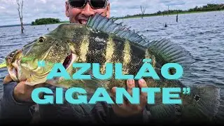 👉 ESSE TUCUNARÉ AZUL É GIGANTE! AZULÃO 60UP 🎣🔥