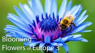 The Most Beautiful Blooming Flowers of Europe (3)!