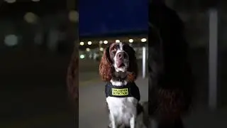 Springer Spaniel &ndash; The Explosive Detection Specialist