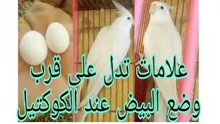علامات اقتراب وضع البيض للكوكتيل وكيف تتصرف مع الطيور وما الاشياء الممنوعة بعد وضع البيض