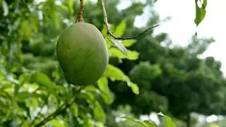 Mango Fruit on a Tree | Free Stock Video Footage