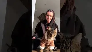 Cats wearing clothes for the first time #foryou #fyp #cat #funny #funnymoments #catlover