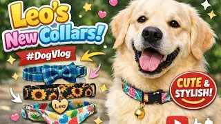 Unboxing Leo&rsquo;s New Collars 😍 | Cute Dog Accessories #YouTube 
