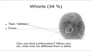 Forensics 6, Fingerprints 2 Loops, Whorls, Arches, Minutiae