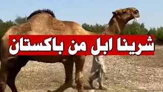 ابل المزاين في باكستان| #الابل |#ايران #ترند_السعودية #السعودية_الكويت_الامارات_قطر_عمان