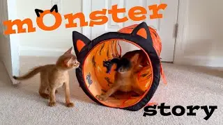 Funny Abyssinian Kitten Meets the Tunnel Monster 🤣