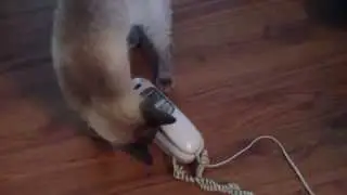 Adorable Cat Answers Phone (Original)