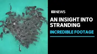 Why do whales strand? Drone vision could help provide the answer | ABC News