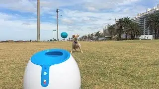 Kylie & iFetch Too