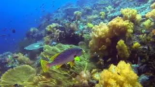 GoPro HD: Diving Komodo