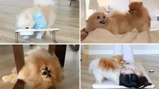 Pomeranians' Morning Routine