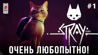 ЭТО НЕОБЫЧНО! ПРОБУЕМ STRAY НА PS5 PRO - ЧАСТЬ 1 SHORTS