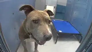 Tour of the Las Vegas Adoption Dog Pound, Walk Through Animal Foundation