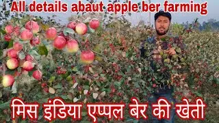Miss India!!भारत सुन्दरी बेर की खाती कितना फ़ायदाजनक हे, या इसका खाती के बारामे पुरा जानकारी