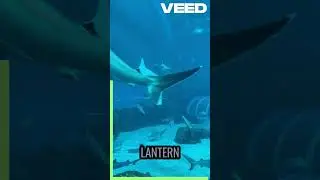Shark Secrets: Incredible Facts About the Ocean&rsquo;s Top Predator! #youtubeshorts #shorts #short