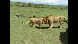 Lioness on &ldquo;heat&rdquo; romancing lion for mate