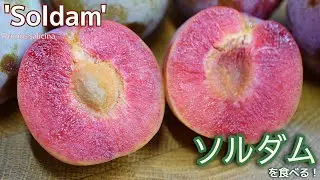 世界の果物を食べる！【アメリカ合衆国編】 日本の果物 プラム ソルダム！Japanese Plum 'Soldam' Prunus salicina