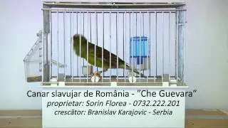 Canar slavujar de Romania - 